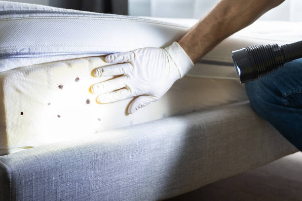 Best Local Pest Control Services  in Whitesboro, TX