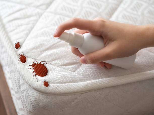 Best Mosquito Control Services  in Whitesboro, TX